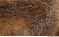 fur fox 0008